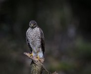 246 - JUVENILE SPARROWHAWK - RAILLEY TERRY - united kingdom <div